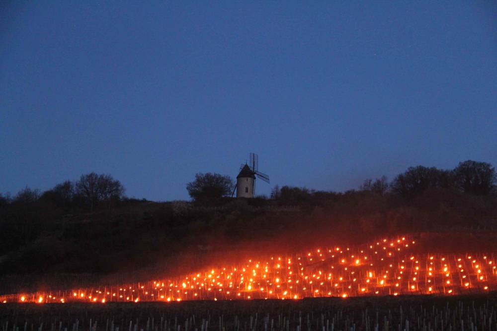 vigne Gel Santenay OPV AFH