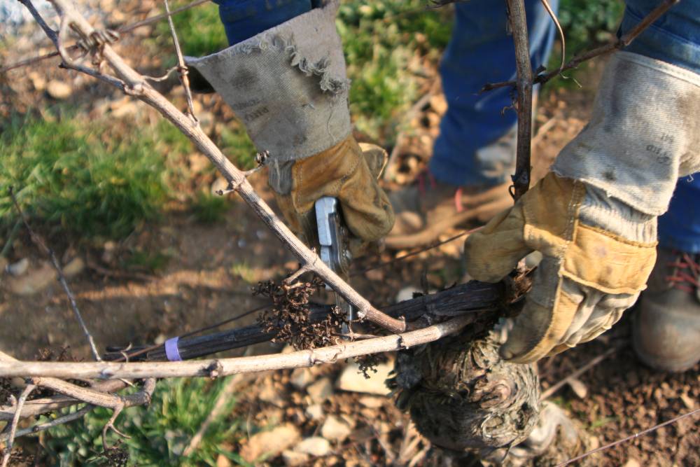 Viticulture  mosaik chanzy copie