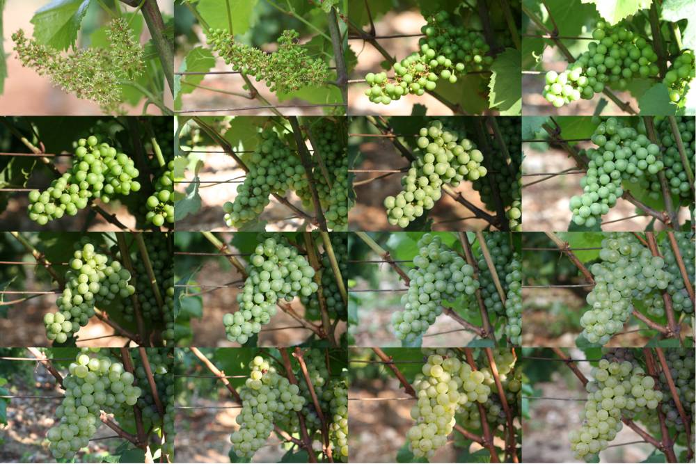 Viticulture  mosaik chanzy copie